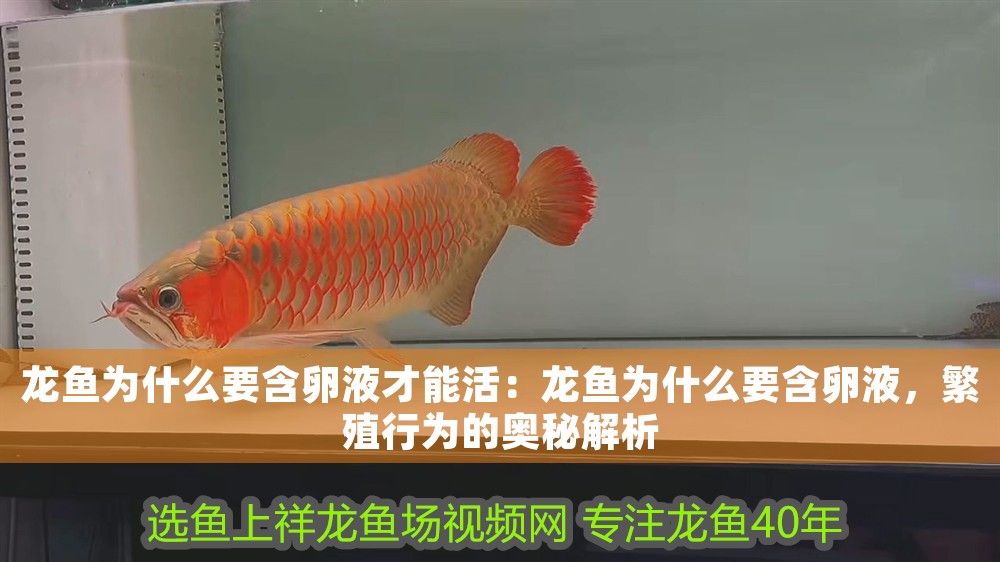 龍魚為什么要含卵液才能活:龍魚為什么要含卵液,繁殖行為的奧秘解析 龍魚百科 第1張 龍魚為什么要含卵液才能活:龍魚為什么要含卵液,繁殖行為的奧秘解析 龍魚為什么要含卵液才能活:龍魚為什么要含卵液,繁殖行為的奧秘解析 龍魚百科 第1張