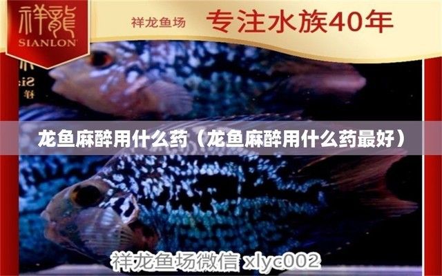 長期使用Ms-222對龍魚的影響：ms-222對龍魚的影響