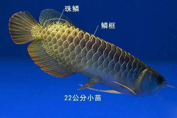 過背金龍魚珠鱗滿缸游