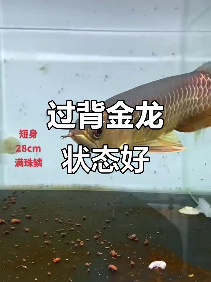 過背金龍魚珠鱗滿缸游