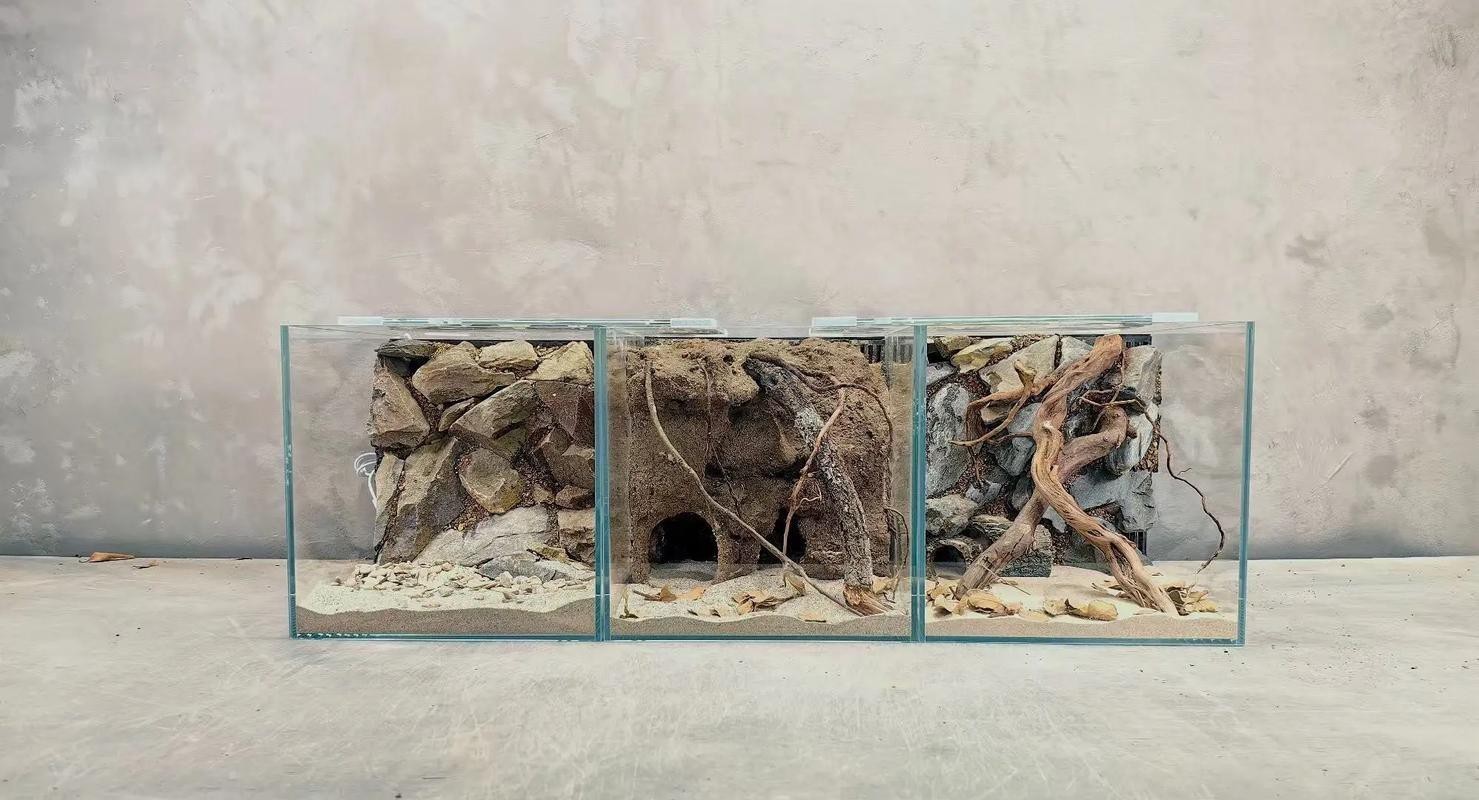 養龍魚可以造景嗎圖片