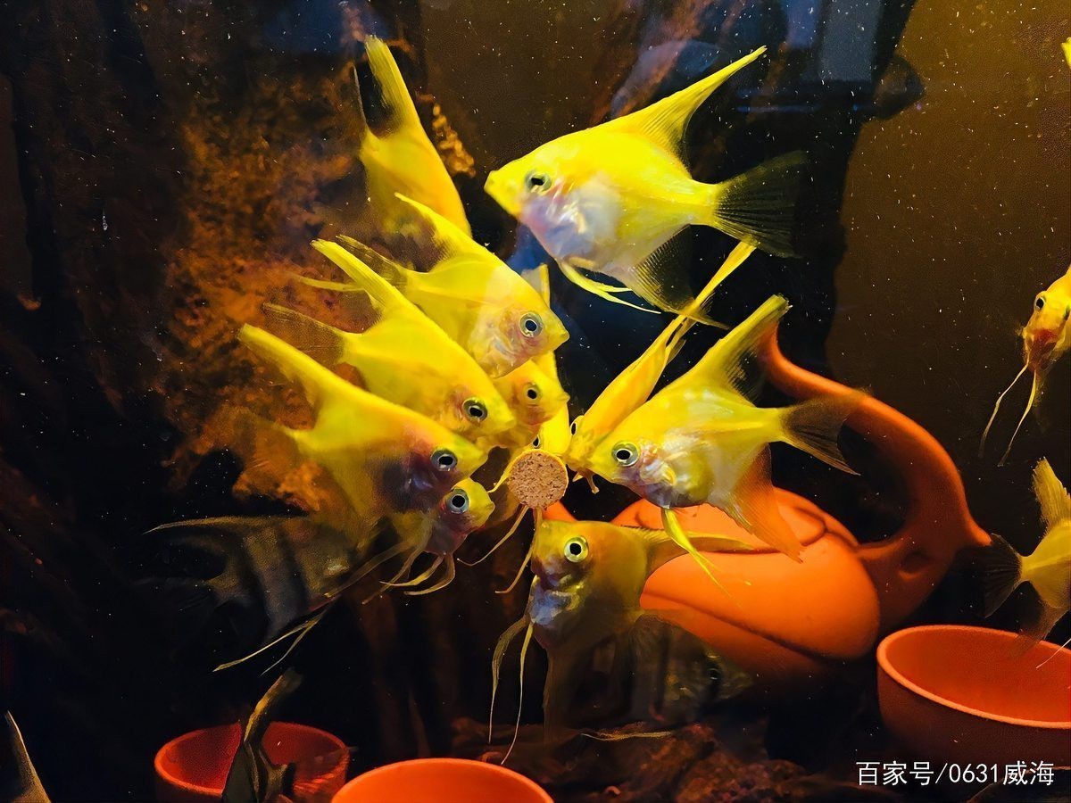 福龍魚壓養(yǎng)有什么后遺癥