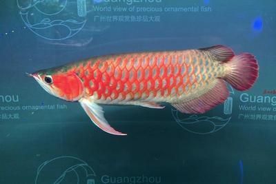 七彩龍魚是什么品種（七彩龍魚可以與龍魚混養(yǎng)嗎） 七彩龍魚是什么品種（七彩龍魚可以與龍魚混養(yǎng)嗎） 龍魚百科 第5張
