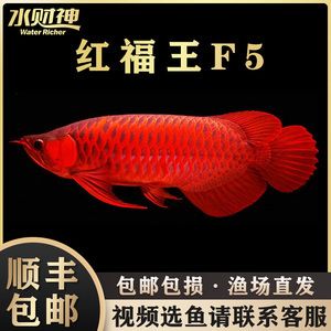 賽級紅龍魚是什么標準：賽級紅龍魚是指那些百度貼吧