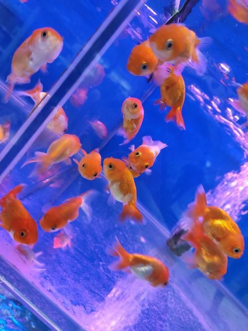 小魚圖片