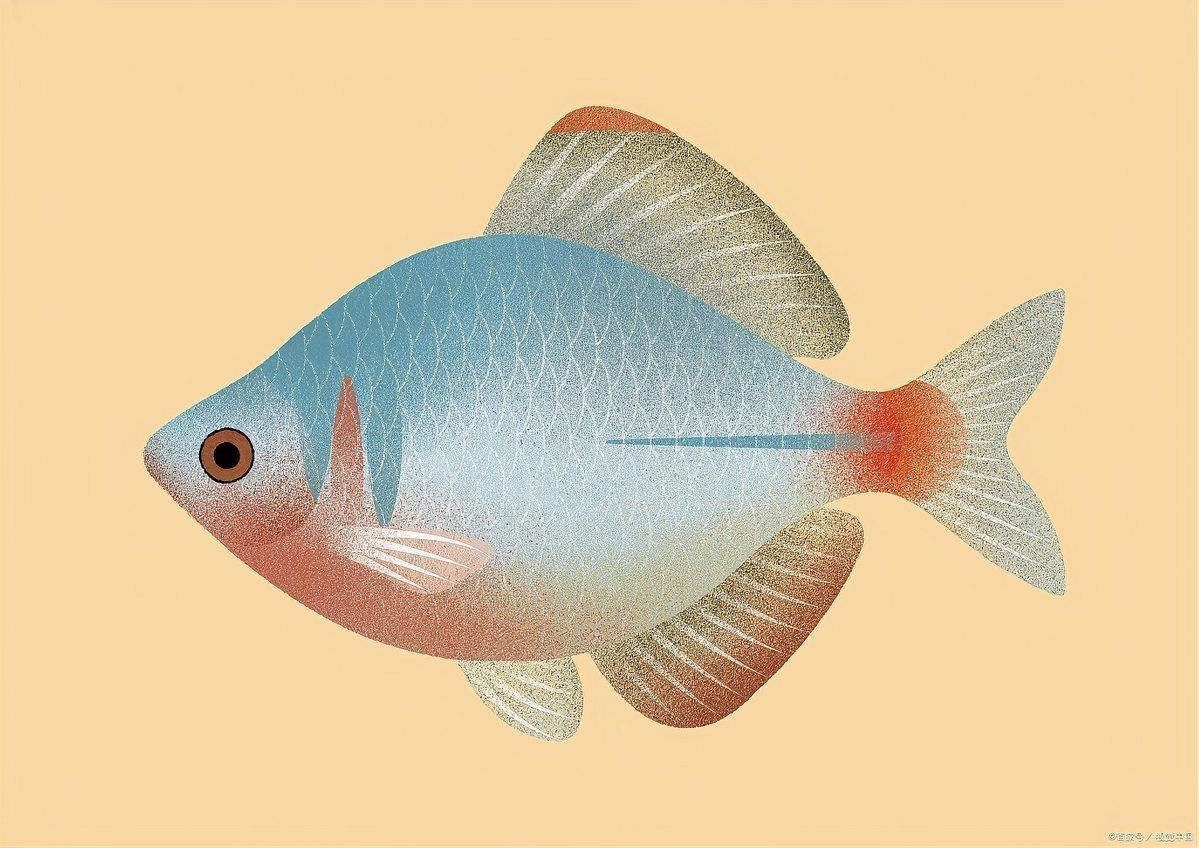 小魚圖片