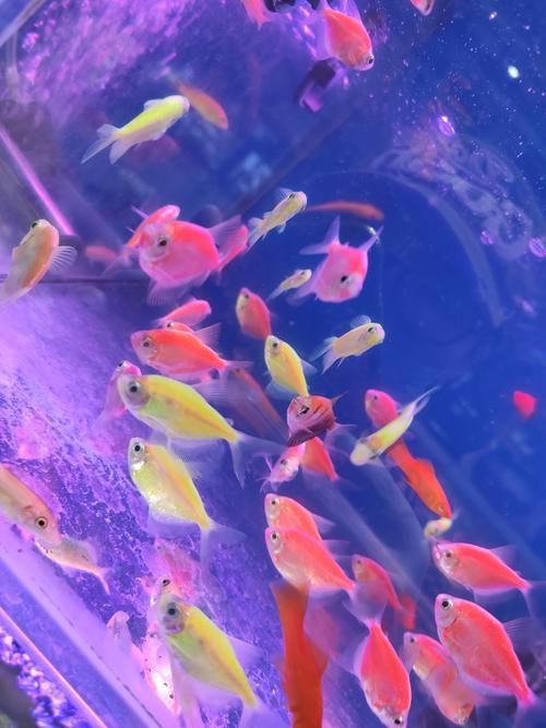 小魚圖片