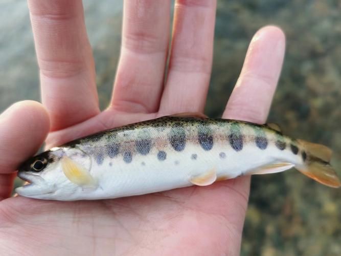 小魚圖片