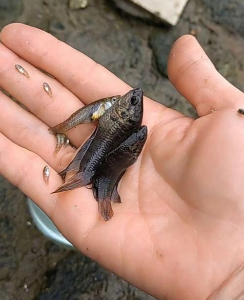 小魚圖片