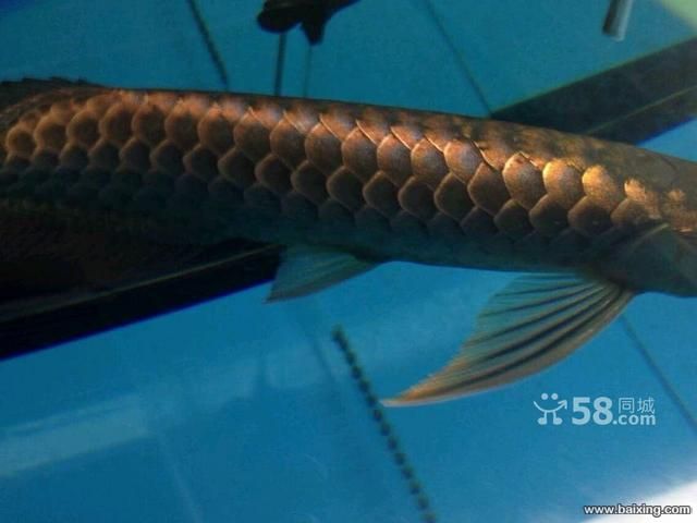 祥龍魚場有限公司官網（廣州龍魚祥龍魚場資料大全祥龍魚場官方網站地址）