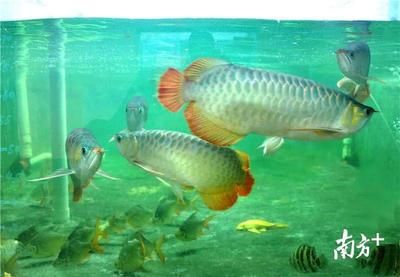 金龍魚檢疫（金龍魚檢疫后如何養護）
