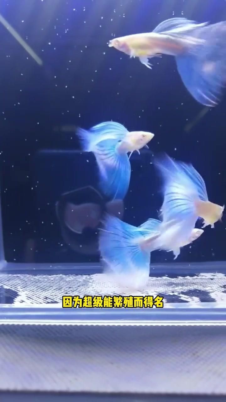 冷水魚混養(yǎng)最佳10種魚
