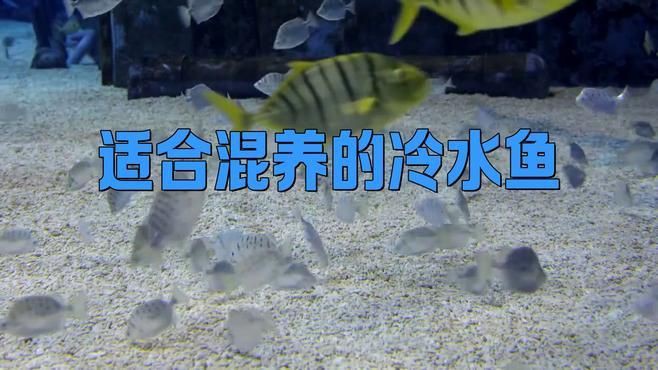 冷水魚混養(yǎng)最佳10種魚