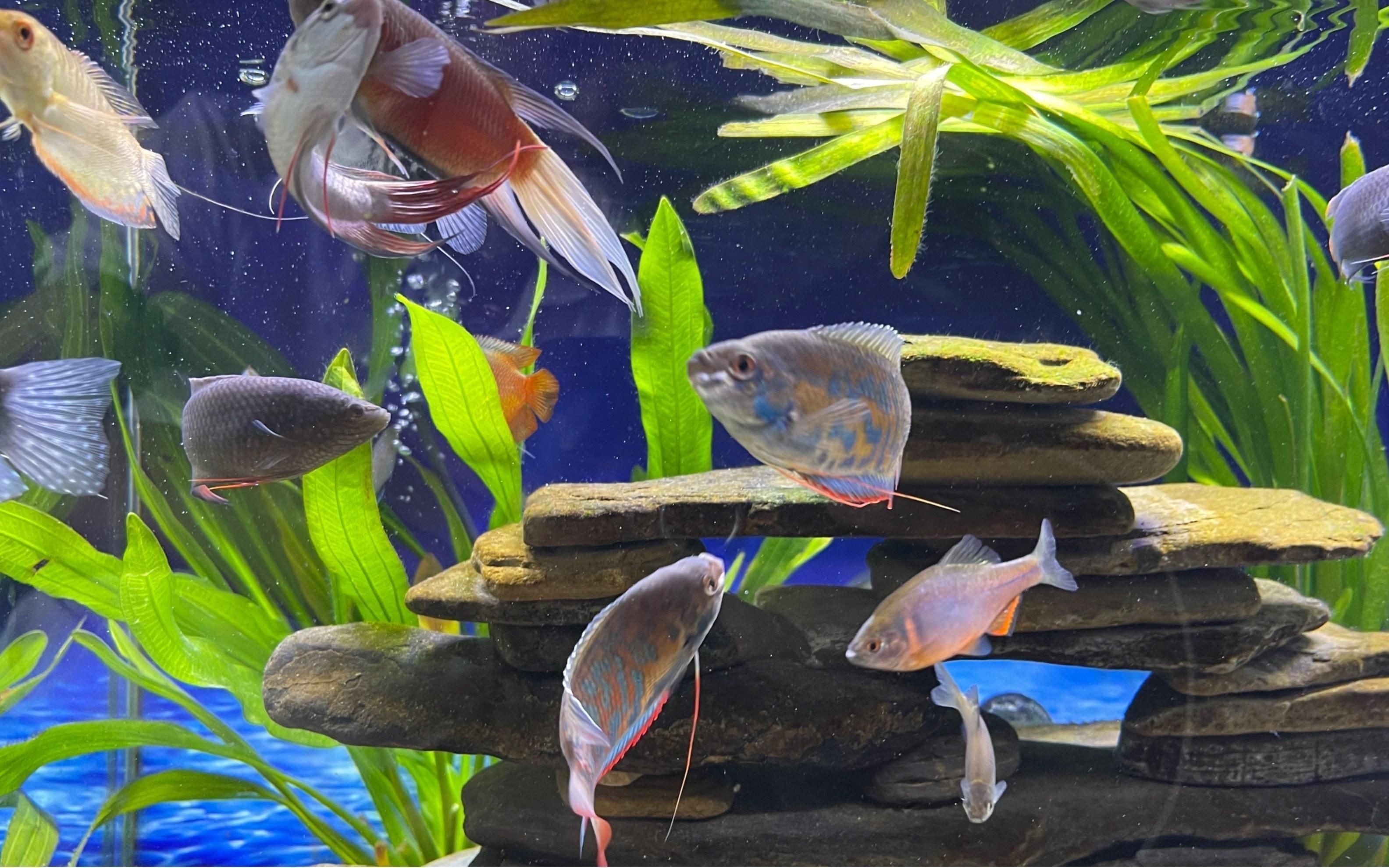 冷水魚混養(yǎng)最佳10種魚