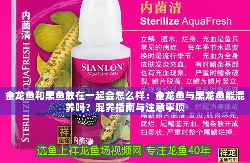 金龍魚和黑魚放在一起會怎么樣：金龍魚與黑龍魚能混養嗎？混養指南與注意事項