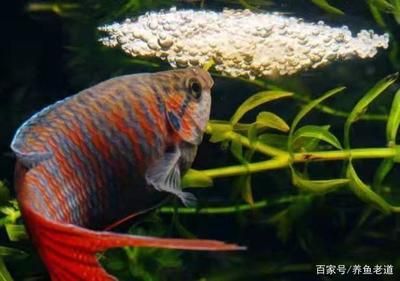 龍魚和招財魚：龍魚和招財魚可以一起飼養嗎
