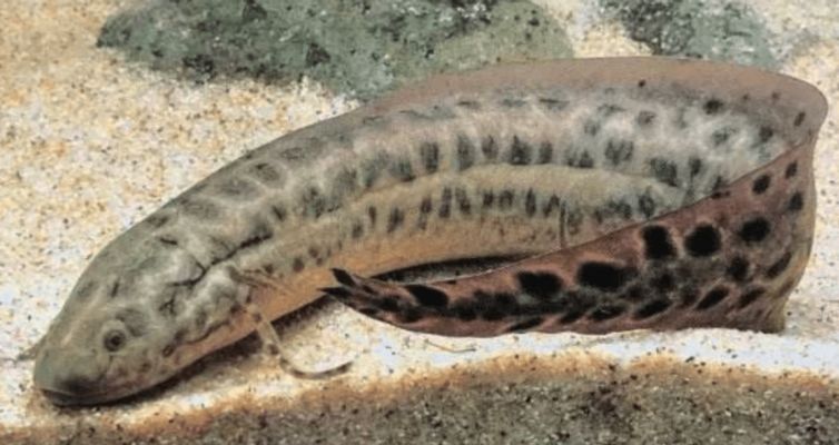 龍魚的須有什么用：龍魚的須在烹飪等多個領域中發揮著重要作用