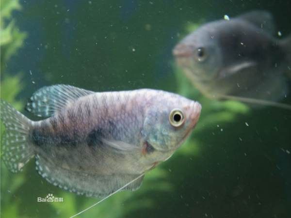 龍魚變色怎么回事視頻講解：如何通過飼料改善龍魚體色