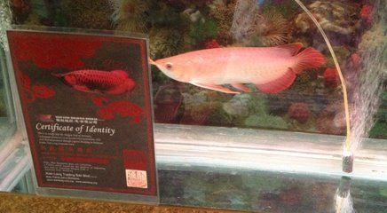 北京龍魚品牌有哪些牌子的：北京龍魚品牌大全