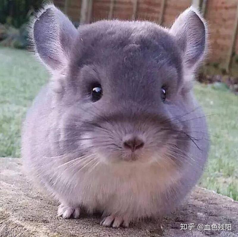 混養龍貓和荷蘭豬有哪些注意事項？