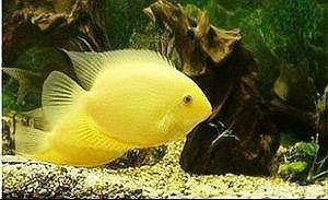 金菠蘿魚屬于高檔魚嗎