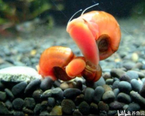 龍魚缸除藻什么螺合適呢，龍魚缸除藻適合什么螺類