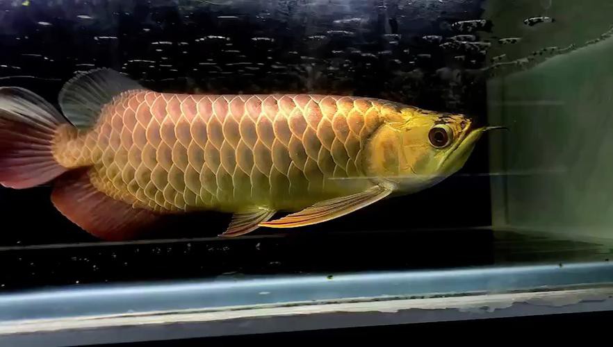 金龍魚與哪些寶石搭配最有收藏價值? 龍魚百科 第6張 金龍魚與哪些寶石搭配最有收藏價值? 金龍魚與哪些寶石搭配最有收藏價值? 龍魚百科 第6張