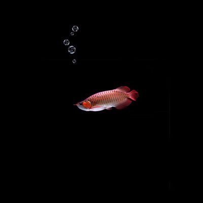 龍魚有什么講究：養殖龍魚的注意事項