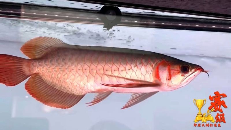 白玉紅龍魚小時候長什么樣子圖片