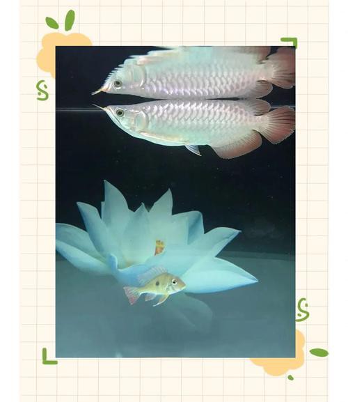 白玉紅龍魚小時候長什么樣子圖片