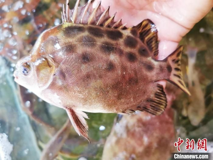 金鼓魚俗稱什么魚