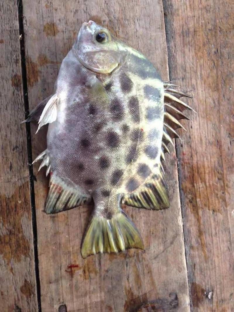 金鼓魚俗稱什么魚