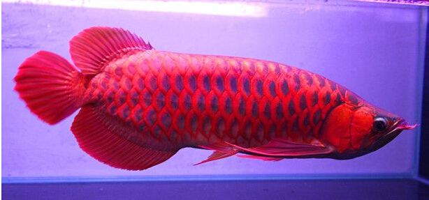 紅龍魚多大開始上色：紅龍魚的發色時間并非固定而是受到多種因素的影響