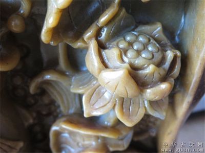 荷花金龍魚代表什么意思（荷花金龍魚的含義）