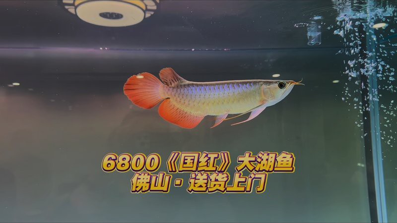 哪里可以購買到優質的大紅龍魚？