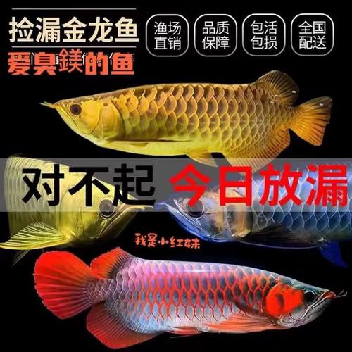 哪里可以購買到優質的大紅龍魚？