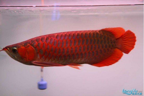 紅龍魚的養殖技術 紅龍魚的養殖技術 龍魚百科 第2張