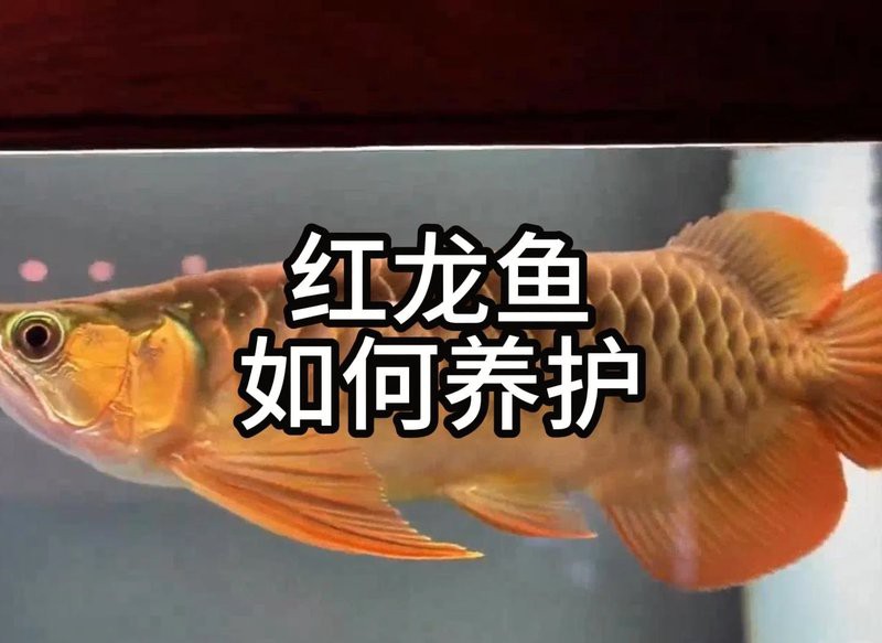 紅龍魚ph值8.1可以嗎