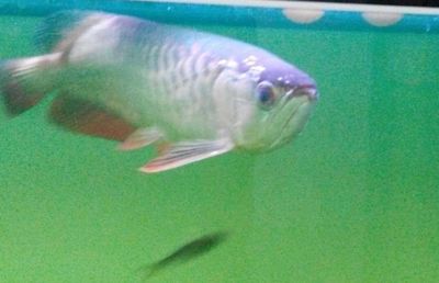 養(yǎng)龍魚晚上需要關(guān)燈嗎：養(yǎng)龍魚晚上需要關(guān)燈嗎，