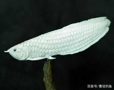 現(xiàn)在的雪龍魚為什么這么便宜了