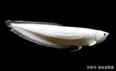 現(xiàn)在的雪龍魚為什么這么便宜了