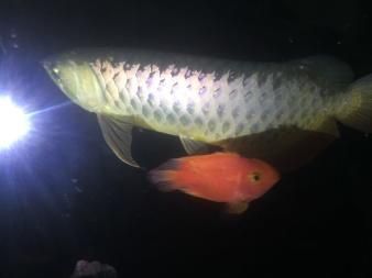 高背金龍魚(yú)用什么背景燈好看：養(yǎng)金龍魚(yú)用什么牌子的燈好