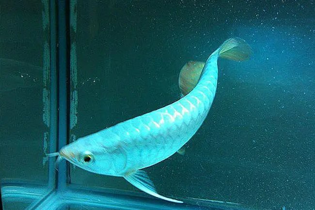 白龍魚(yú)大概多少錢(qián)一條