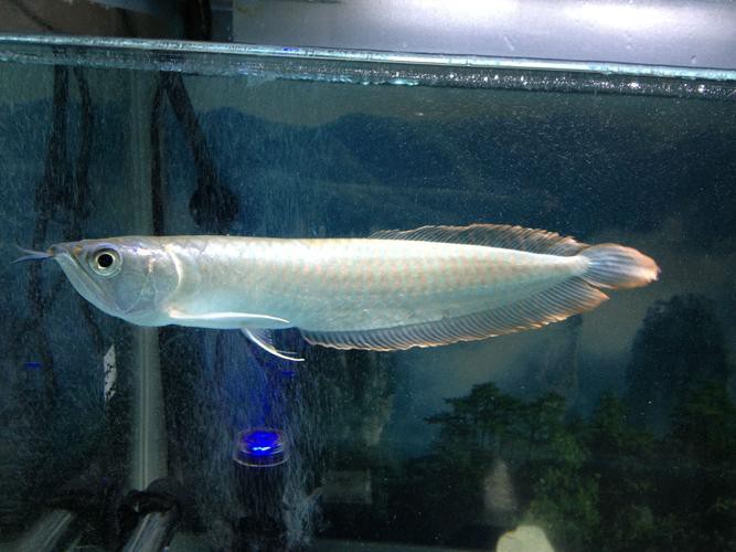 白龍魚(yú)大概多少錢(qián)一條
