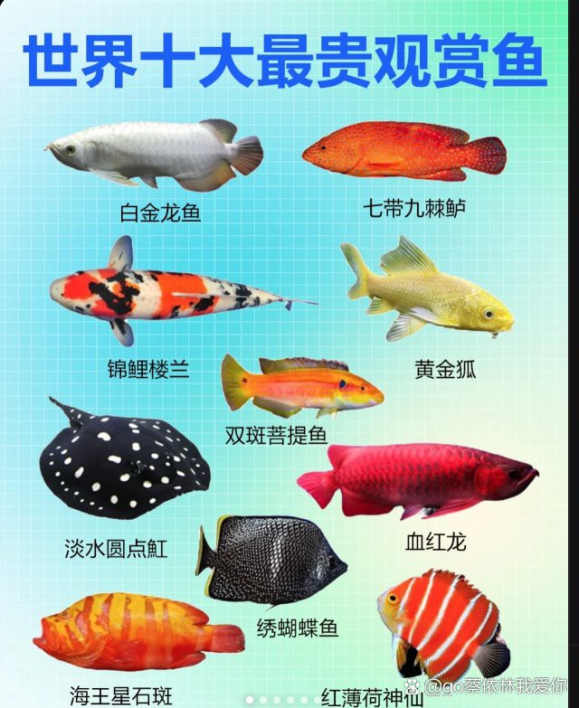 白龍魚(yú)大概多少錢(qián)一條