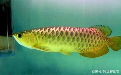 吃的龍魚價格多少（龍魚價格-龍魚多少錢一條(龍魚多少錢一條）