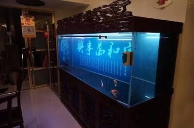 龍魚缸里有白色絮狀物怎么辦：魚缸里有白色絮狀物怎么辦