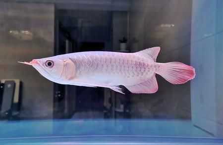 龍魚放黃粉后浮頭游：龍魚打架一般不會導致死亡)