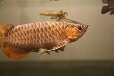 龍魚咬魟魚尾巴：如何判斷龍魚攻擊行為的心理分析