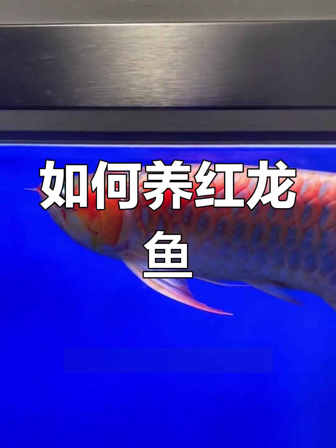 紅龍魚飼養環境具體要求